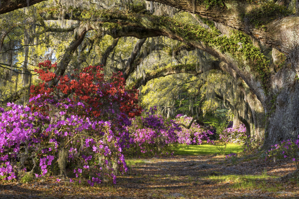 Brunswick Plantation