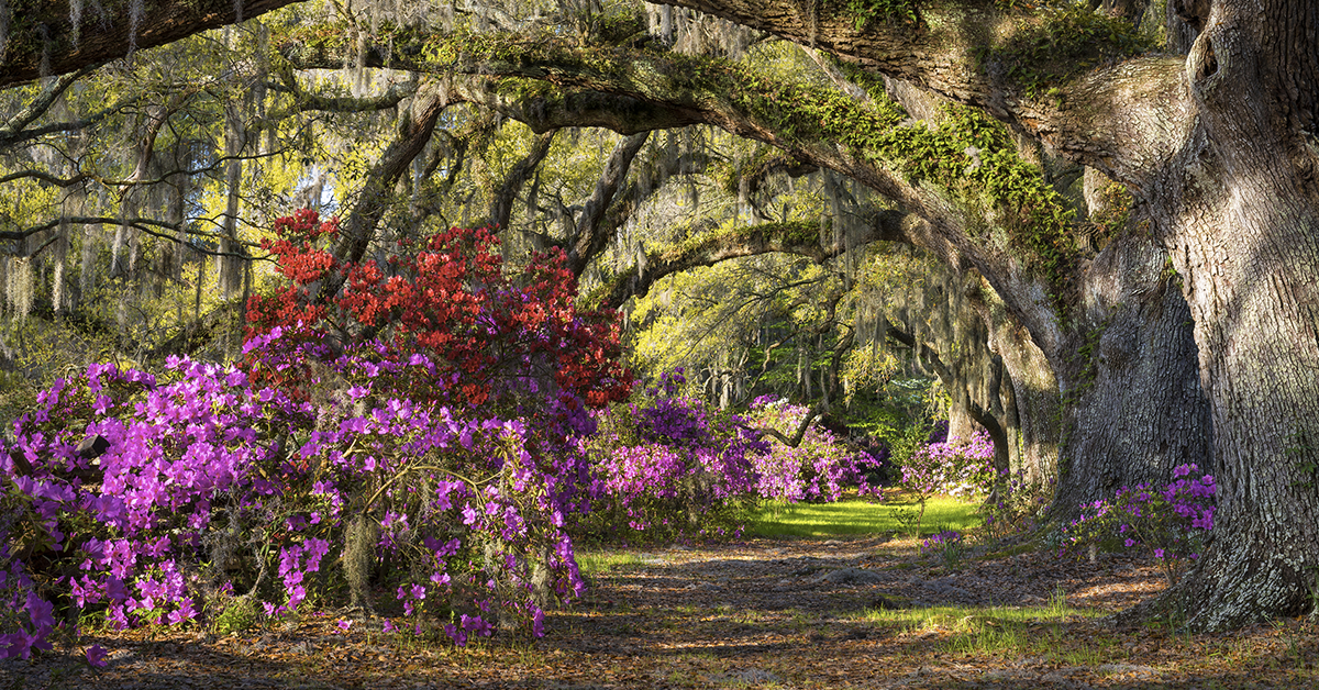 Brunswick Plantation